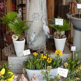 Blick auf Ladendetail – Steinsäule von 3 Deko Wasservögeln umgeben. zwei Zimmerpalmen daneben. Darunter eine Metallwanne mit Osterglocken und davor und daneben weitere Blumen in Gelbtönen